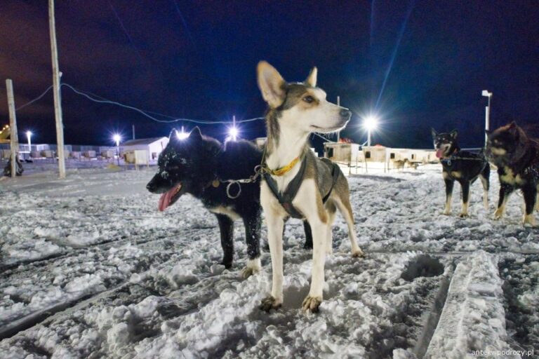 Jak wyglądają psie zaprzęgi na Spitsbergenie?