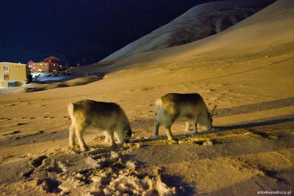 Spitsbergen