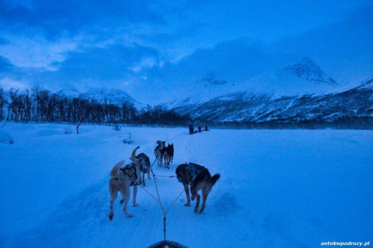 Tromso – psie zaprzęgi