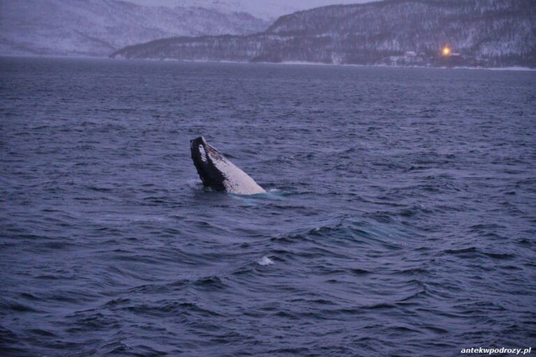 Tromso – w poszukiwaniu wielorybów