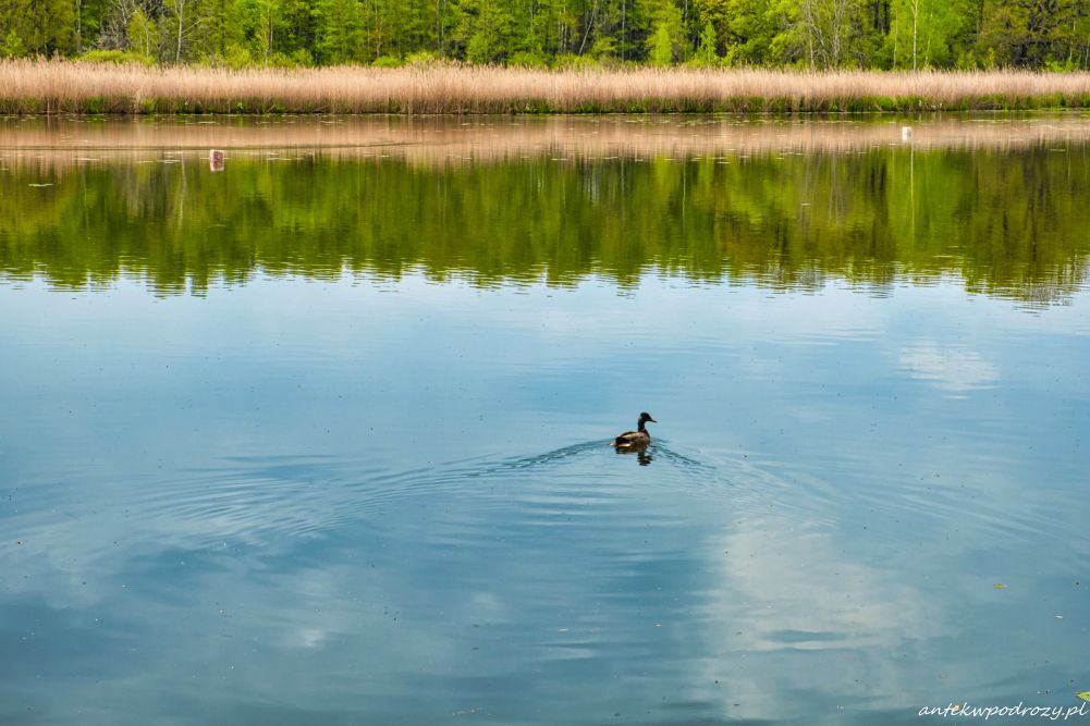 Śląskie jeziora