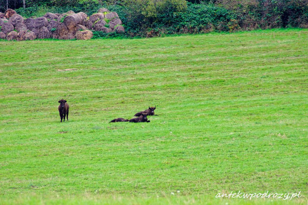 Bieszczady