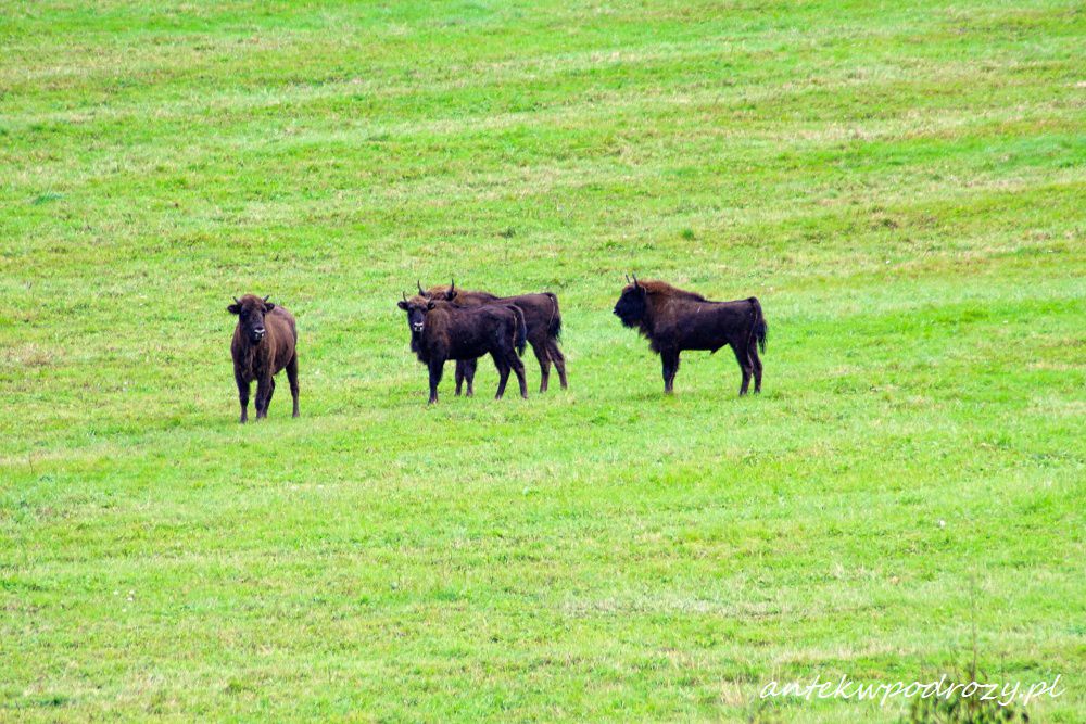 Bieszczady