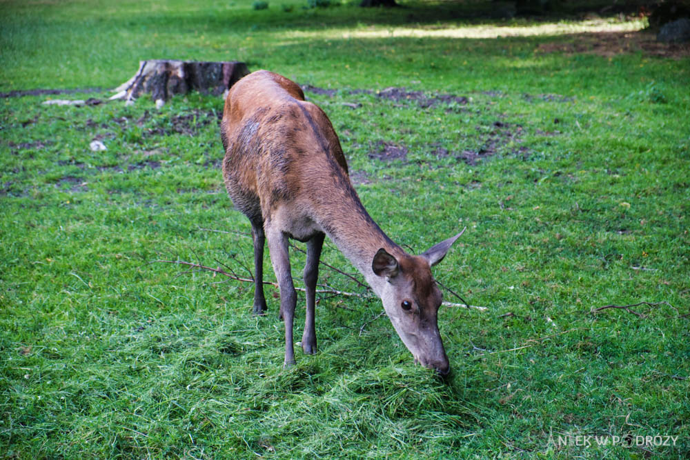 Podlasie