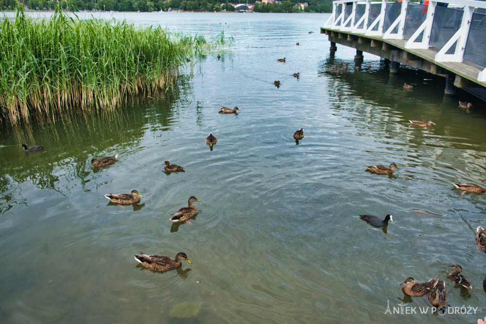 Mazury