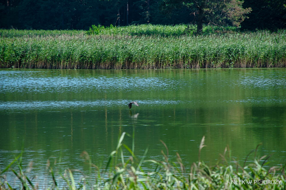 Mazury