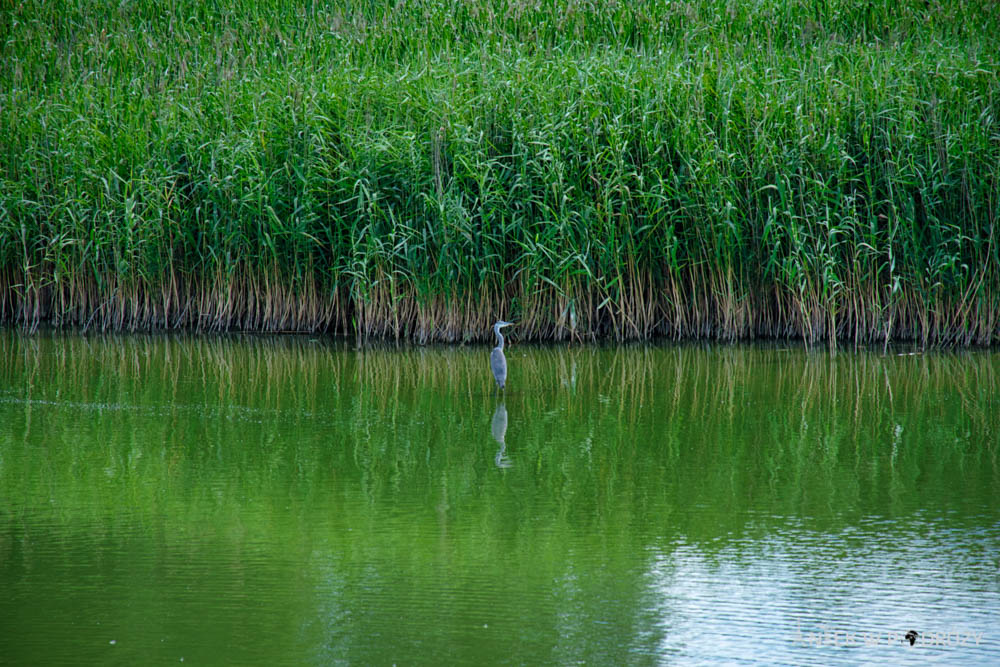 Mazury