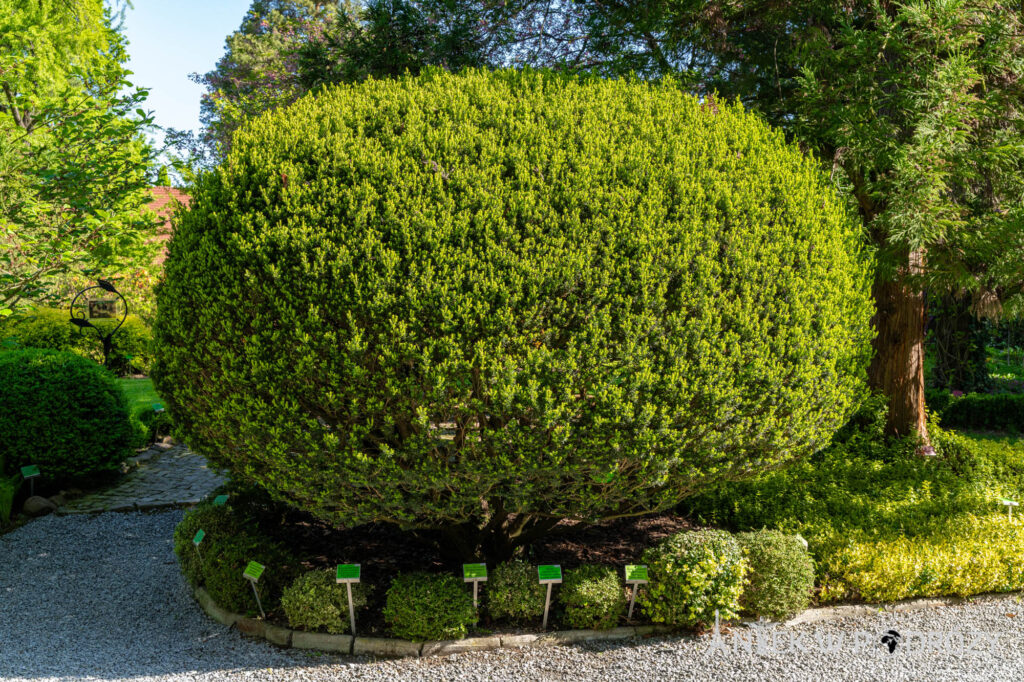Arboretum Wojsławice