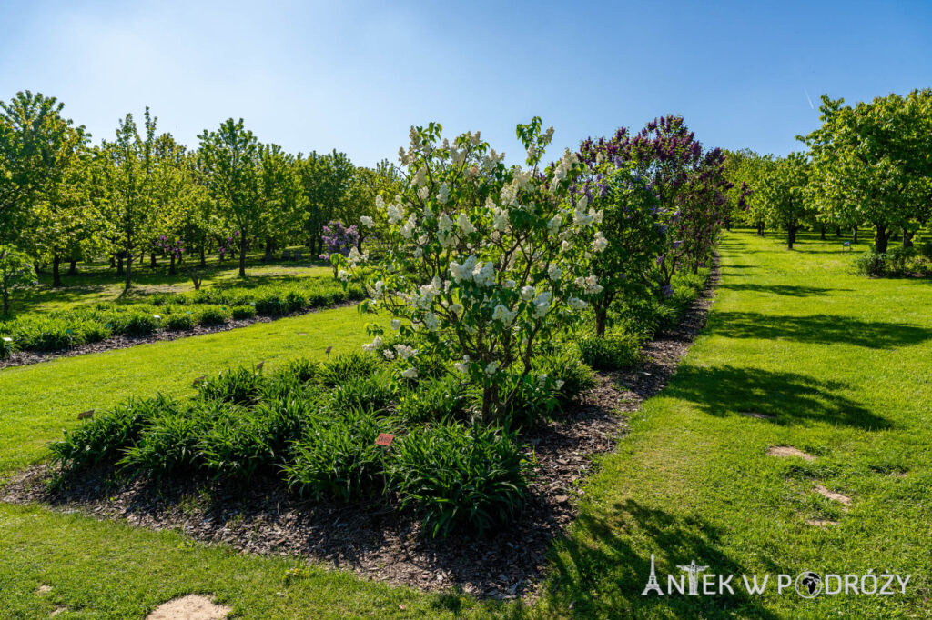 Arboretum Wojsławice