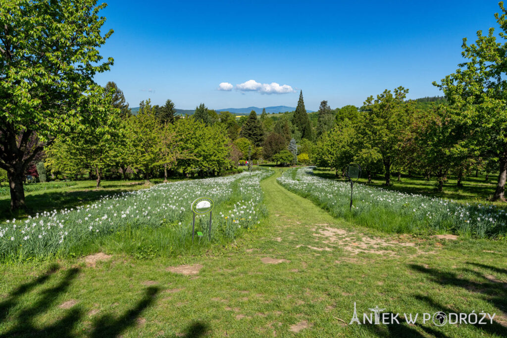 Arboretum Wojsławice