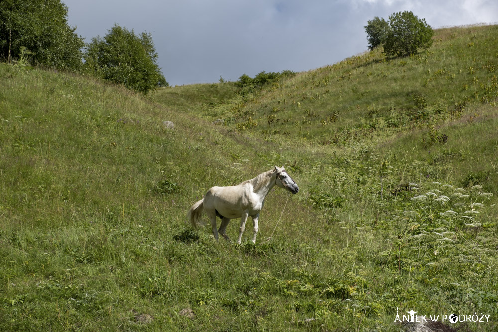 Stepancminda (Gruzja)