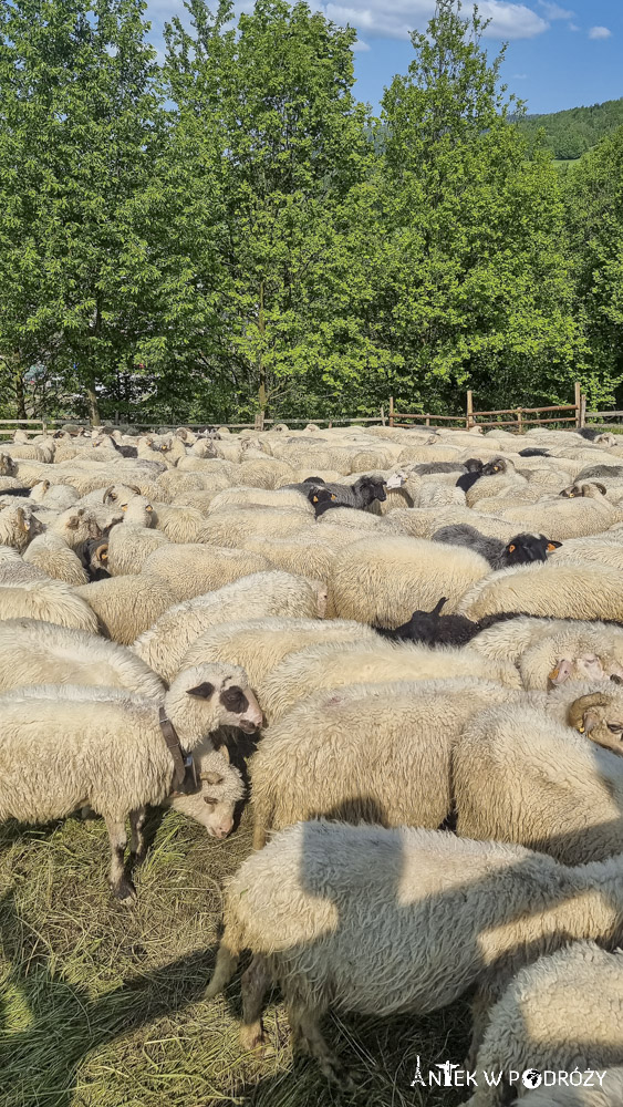 Festiwal Dziewięćsił