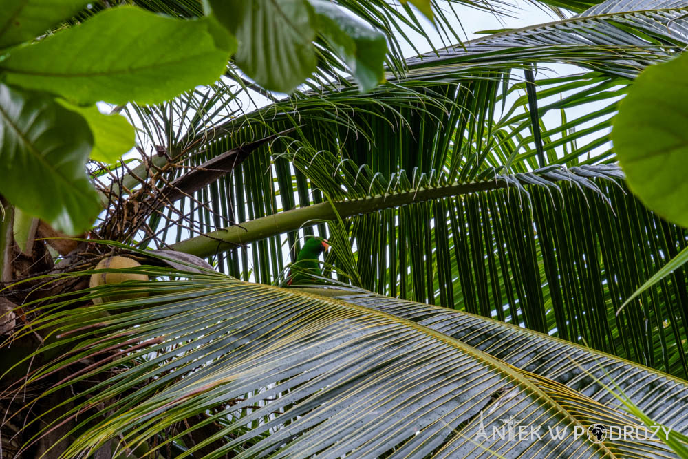 Gam (Raja Ampat)