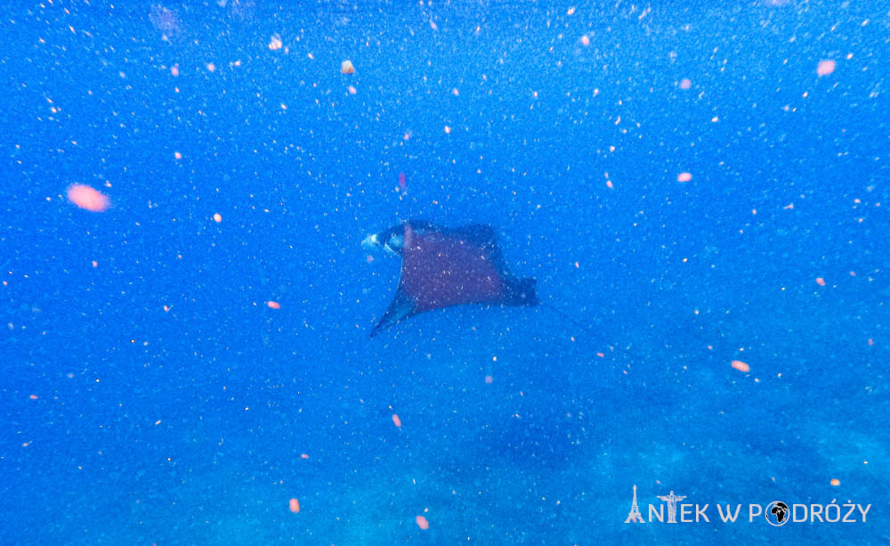 Arborek (Raja Ampat)