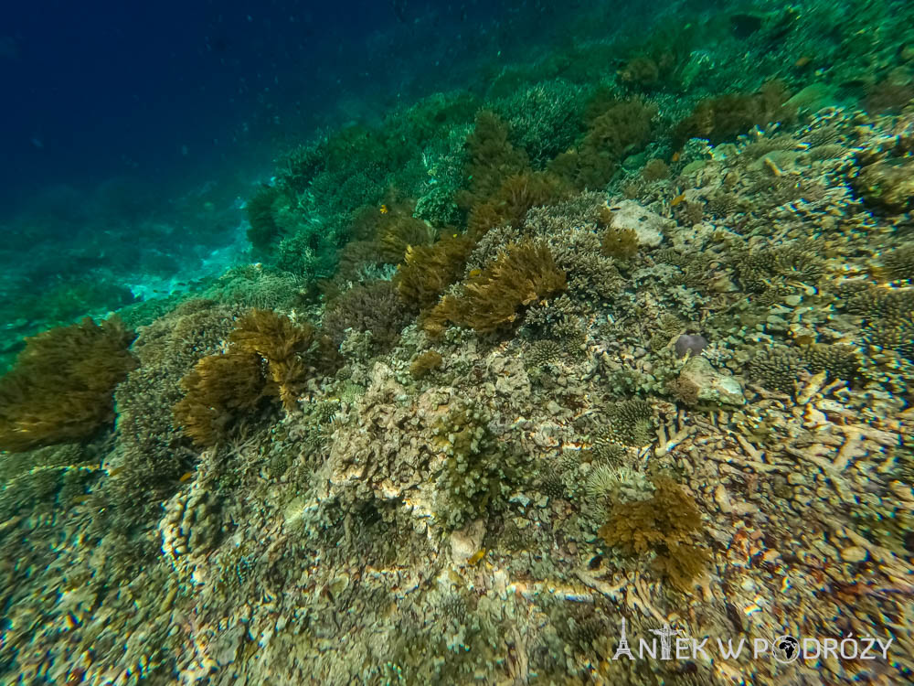 Arborek (Raja Ampat)