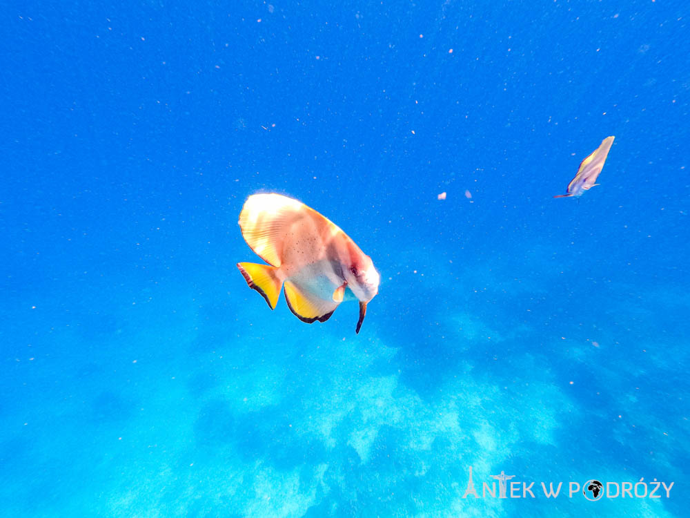 Arborek (Raja Ampat)