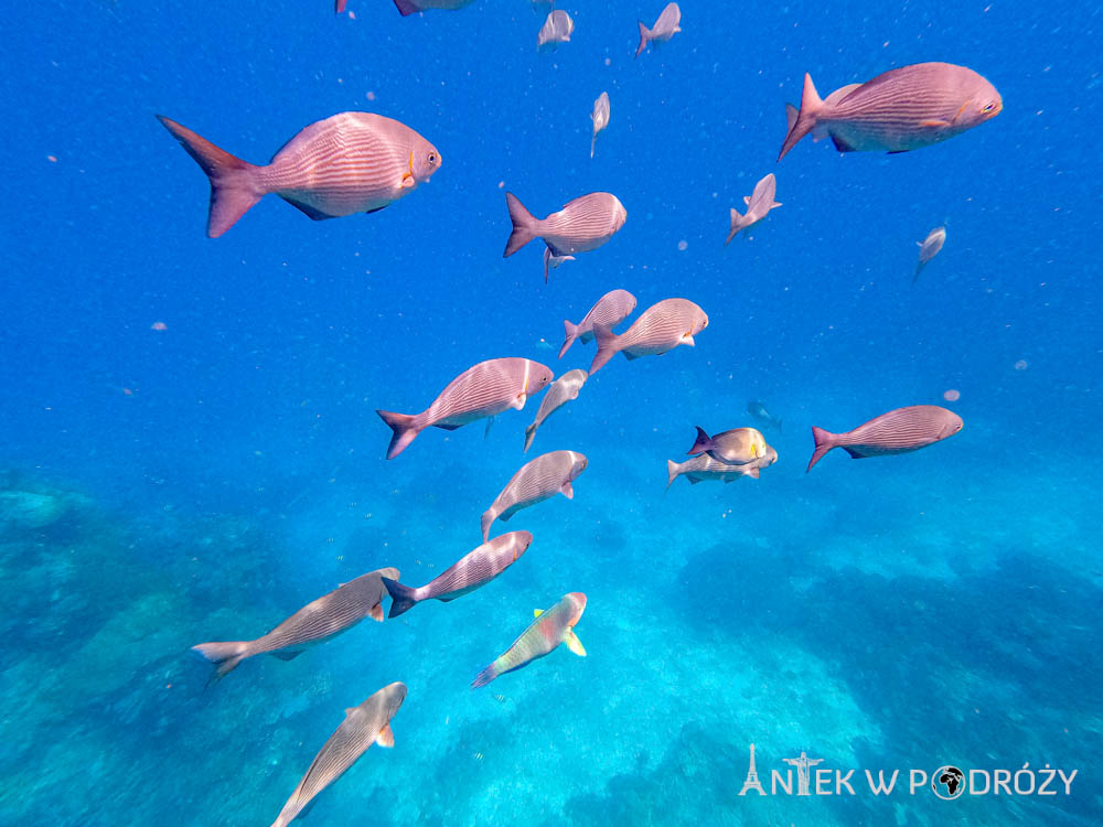 Arborek (Raja Ampat)