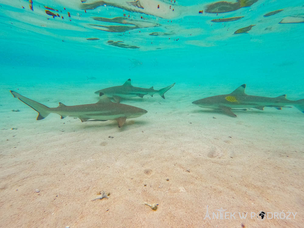 Wayag (Raja Ampat)