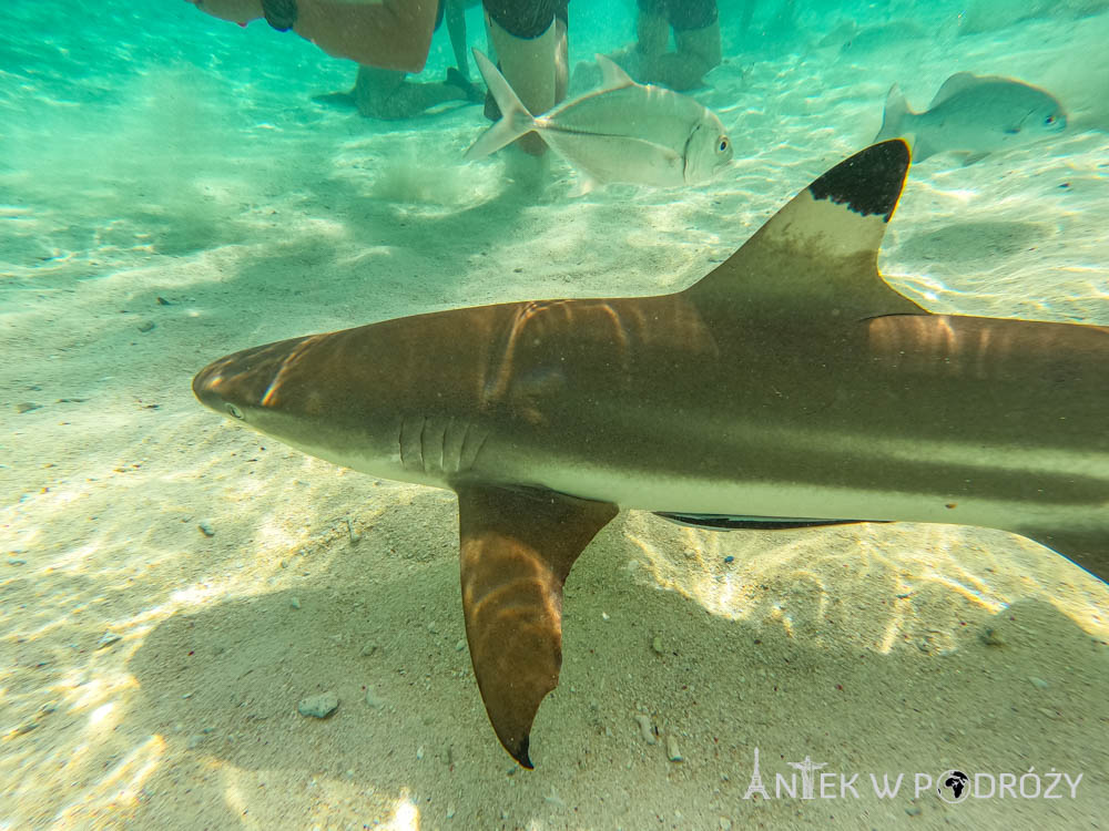 Wayag (Raja Ampat)