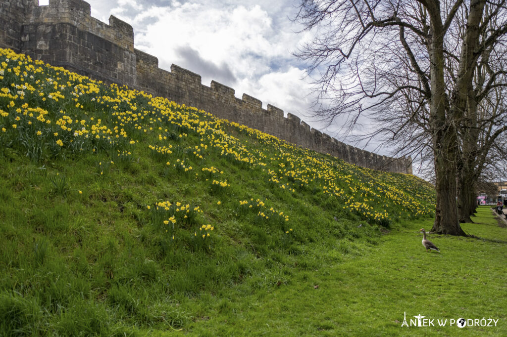 York (Anglia)