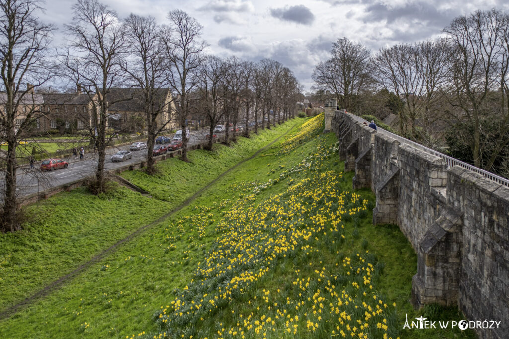 York (Anglia)