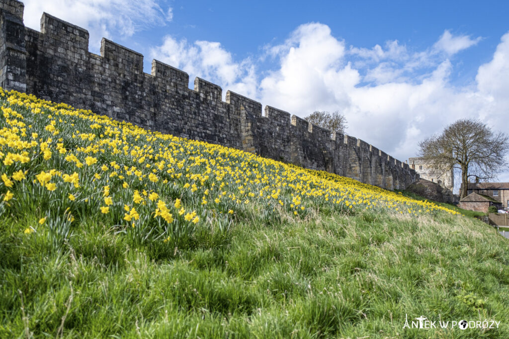 York (Anglia)