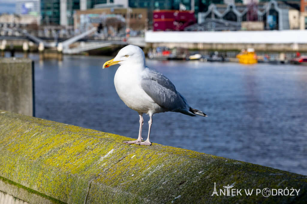 Dublin