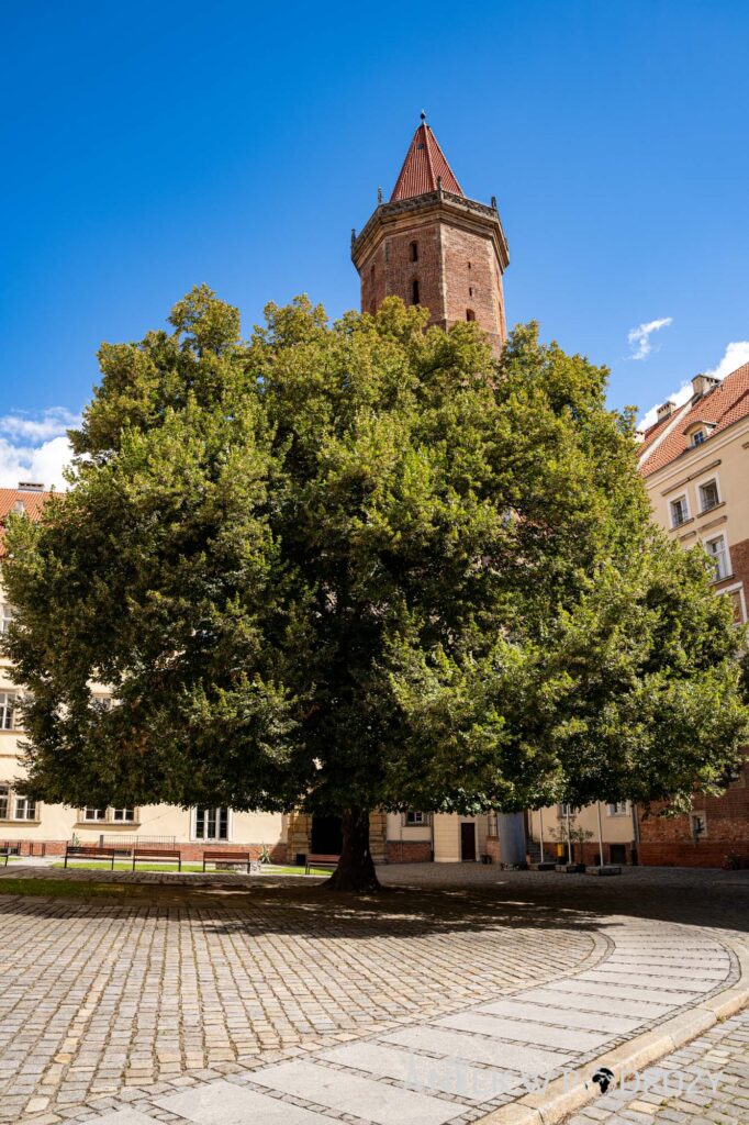 Legnica (dolnośląskie)